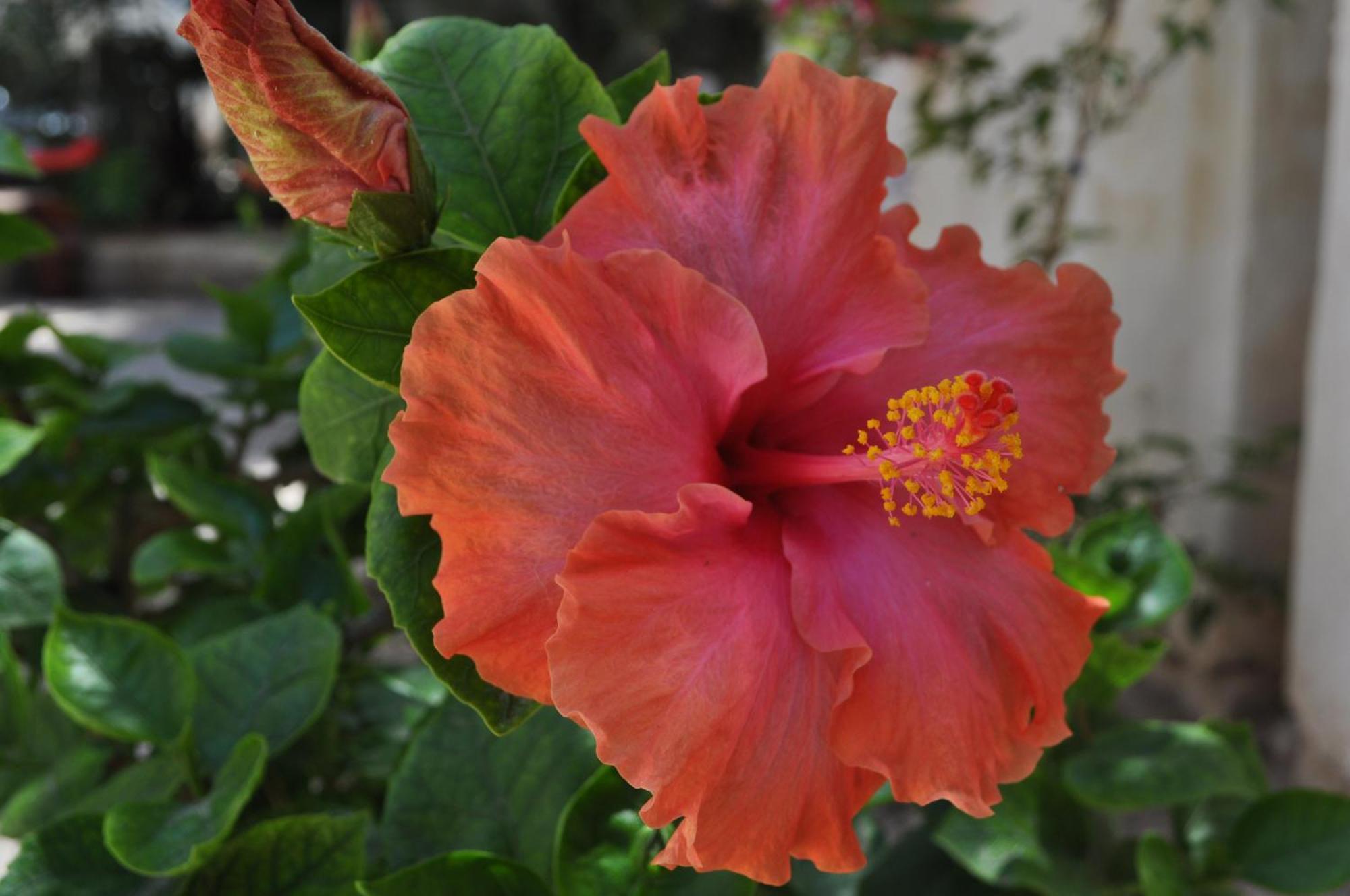 Villa Hibisco San Vito Lo Capo Dış mekan fotoğraf